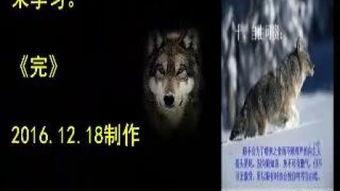 狼狼干涉在线视频,揭秘网络视频背后的操控与影响
